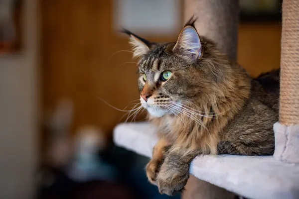 Oyun standındaki sevimli gri tekir kedicik Maine Rakunu portresi