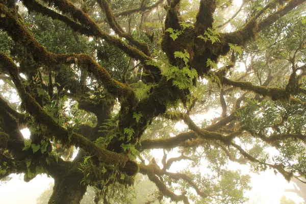 Fabulous laurel trees overgrown with moss and ferns in thick fog in Madeira