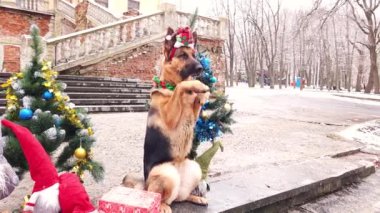 Yeni yıl şapkalı bir Alman çoban köpeği zarif bir yeni yıl ağacının arka planında bir şehir parkında hediyeler ve cücelerle.
