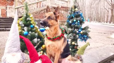 Dişinde yeni yıl topları olan bir Alman çoban köpeği şehir parkında hediyeler ve cücelerle dolu zarif bir yılbaşı ağacının arka planında.