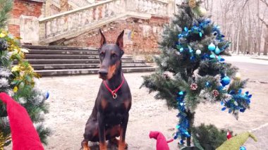 Doberman Pinscher sit between decorated Christmas trees with gifts and gnomes against the backdrop of an old staircase in a city park