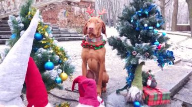 Geyik boynuzlarıyla Macar Vizsla 'sı Noel süslemelerinde süslü ağaçların, cücelerin ve eski bir merdivenin arka planında hediyelerle oturuyor.