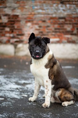 Bir Amerikan Akita 'sının portresi tuğla bir duvara karşı