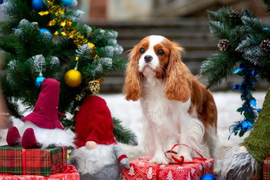 Şövalye Kral Charles Spaniel dekore edilmiş yeni yıl ağacının arka planına karşı şehir parkında hediyeler ve cücelerle