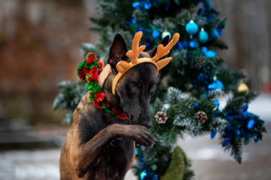 Geyik boynuzlarıyla Malinois süslü Noel ağaçlarının arasında şehir parkındaki eski bir merdivenin arka planında oturuyor.