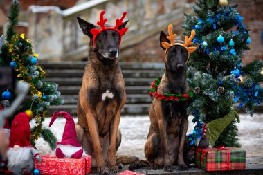 Geyik boynuzlarıyla süslenmiş Noel ağaçları arasında oturan Malinois hediyeler ve cüceler şehir parkındaki eski bir merdivenin arka planında.