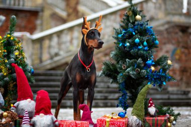 Geyik boynuzlarıyla Doberman Pinscher hediyeler ve cücelerle süslenmiş Noel ağaçları arasında duruyor şehir parkındaki eski bir merdivenin arka planında.