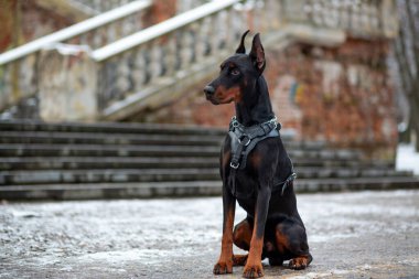 Yakışıklı bir Doberman Pinscher 'ın portresi deri bir kayışla şehir parkındaki eski bir merdivenin arka planında.