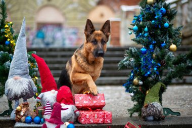 Alman çoban köpeği, süslü bir yeni yıl ağacının arka planına karşı şehir parkında hediyeler ve cücelerle.