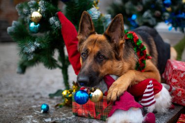 Dişinde yeni yıl topları olan bir Alman çoban köpeği şehir parkında hediyeler ve cücelerle dolu zarif bir yılbaşı ağacının arka planında.