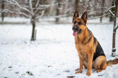 Alman çoban köpeği kış parkında karda oturuyor.