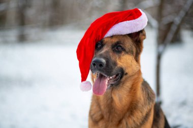 Yeni yıl Noel Baba şapkası takmış bir Alman çoban köpeği portresi bir kış parkının arka planına karşı
