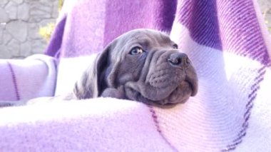 Damalı mor bir battaniyenin üzerinde şirin gri bir Cane Corso.