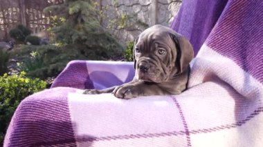 Damalı mor bir battaniyenin üzerinde şirin gri bir Cane Corso.