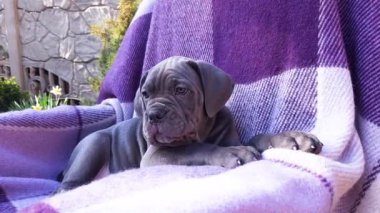 Damalı mor bir battaniyenin üzerinde şirin gri bir Cane Corso.