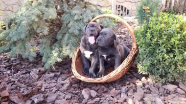 Gri renkli iki Cane Corso yavrusu bahçede hasır bir sepetin içinde mavi ladin ve boxwood 'un arka planında oturuyorlar.