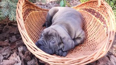 Şirin gri Cane Corso köpek yavrusu bahçede büyük bir hasır sepetin içinde uyuyor.