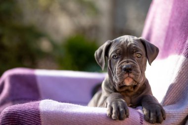 Damalı mor bir battaniyenin üzerinde şirin gri bir Cane Corso.