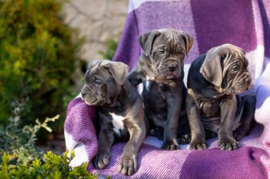Damalı mor bir battaniyenin üzerinde üç şirin gri Cane Corso.