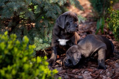 Gri renkli iki Cane Corso yavrusu bahçede mavi ladin ve boxwood çalılarının arasında oturuyor.