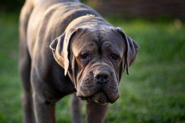 Avluda büyük gri erkek İtalyan Cane Corso