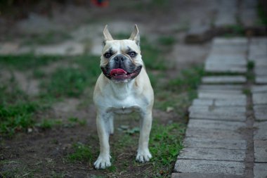 Açık bej genç Fransız bulldog 'u