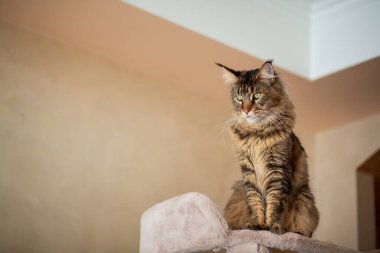 Portrait of a cute gray tabby Maine Coon kitten sitting on a play stand