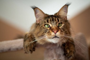 Portrait of a cute gray tabby Maine Coon kitten lying on a play stand