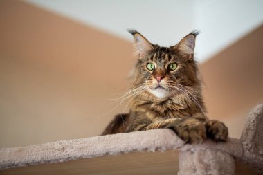 Portrait of a cute gray tabby Maine Coon kitten lying on a play stand