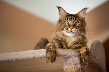 Portrait of a cute gray tabby Maine Coon kitten lying on a play stand