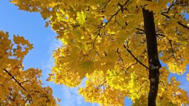 Sarı yapraklı bir akçaağaç mavi gökyüzüne doğru dönüyor.