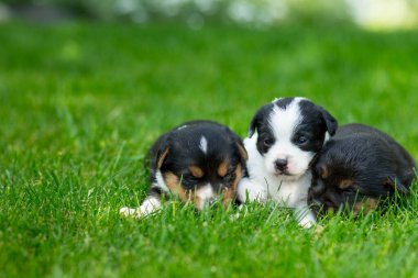 Yeşil çimlerde yeni doğmuş köpek yavruları.