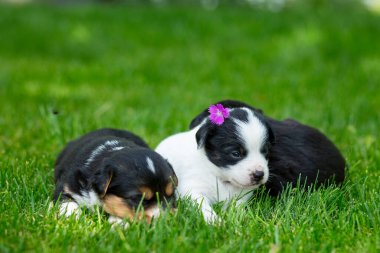 Yeşil çimlerde yeni doğmuş köpek yavruları.