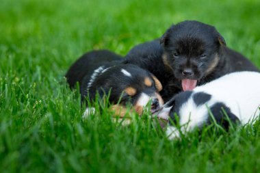 Yeşil çimlerde yeni doğmuş köpek yavruları.