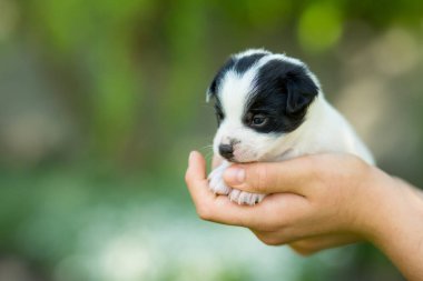 Yeni doğmuş bir köpek yavrusu bir kızın ellerinde.