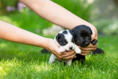Yeni doğmuş köpek yavruları bir kızın ellerinde.