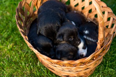 Yeni doğmuş köpek yavruları sepetin içinde yeşil çimlerin üzerinde