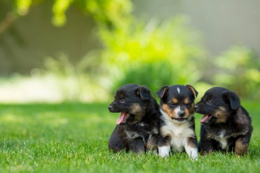 Yeşil çimlerde yeni doğmuş köpek yavruları.