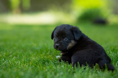 Yeni doğmuş bir köpek yavrusunun portresi yeşil çimlerde