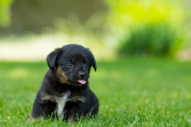 Yeni doğmuş bir köpek yavrusunun portresi yeşil çimlerde