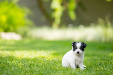 Yeşil çimlerde yeni doğmuş köpek yavruları.