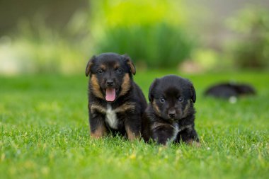Yeşil çimlerde yeni doğmuş köpek yavruları.