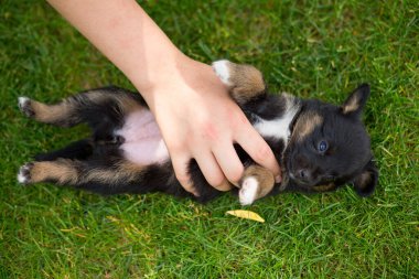 Yeni doğmuş bir köpek yavrusu bir kızın ellerinde.