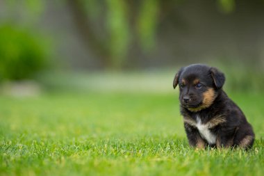 Yeni doğmuş bir köpek yavrusunun portresi yeşil çimlerde