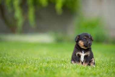 Yeni doğmuş bir köpek yavrusunun portresi yeşil çimlerde