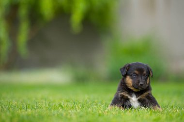Yeni doğmuş bir köpek yavrusunun portresi yeşil çimlerde