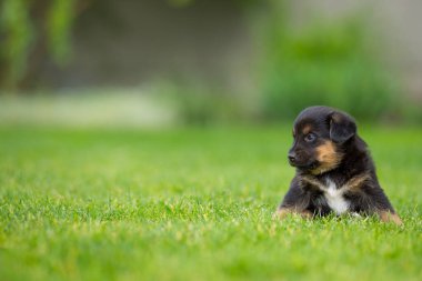 Yeni doğmuş bir köpek yavrusunun portresi yeşil çimlerde