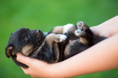 Yeni doğmuş bir köpek yavrusu bir kızın ellerinde.