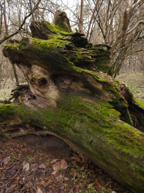 Ormanda yeşil yosunlarla kaplı kocaman bir kütük.