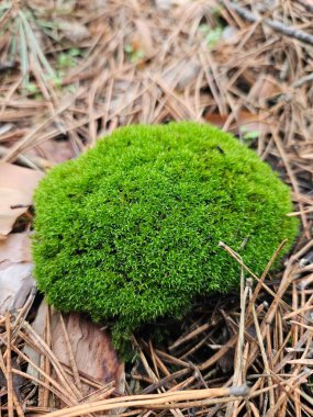 Çam ormanının zemininde yeşil bir yosun yumağı